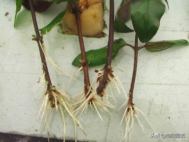 植物快速生根剂如何用,不用生根剂要让植物怎么生根