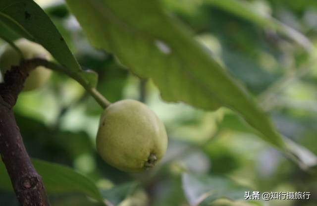苏州太湖西山岛江浙沪最强攻略,太湖西山岛旅游完整攻略