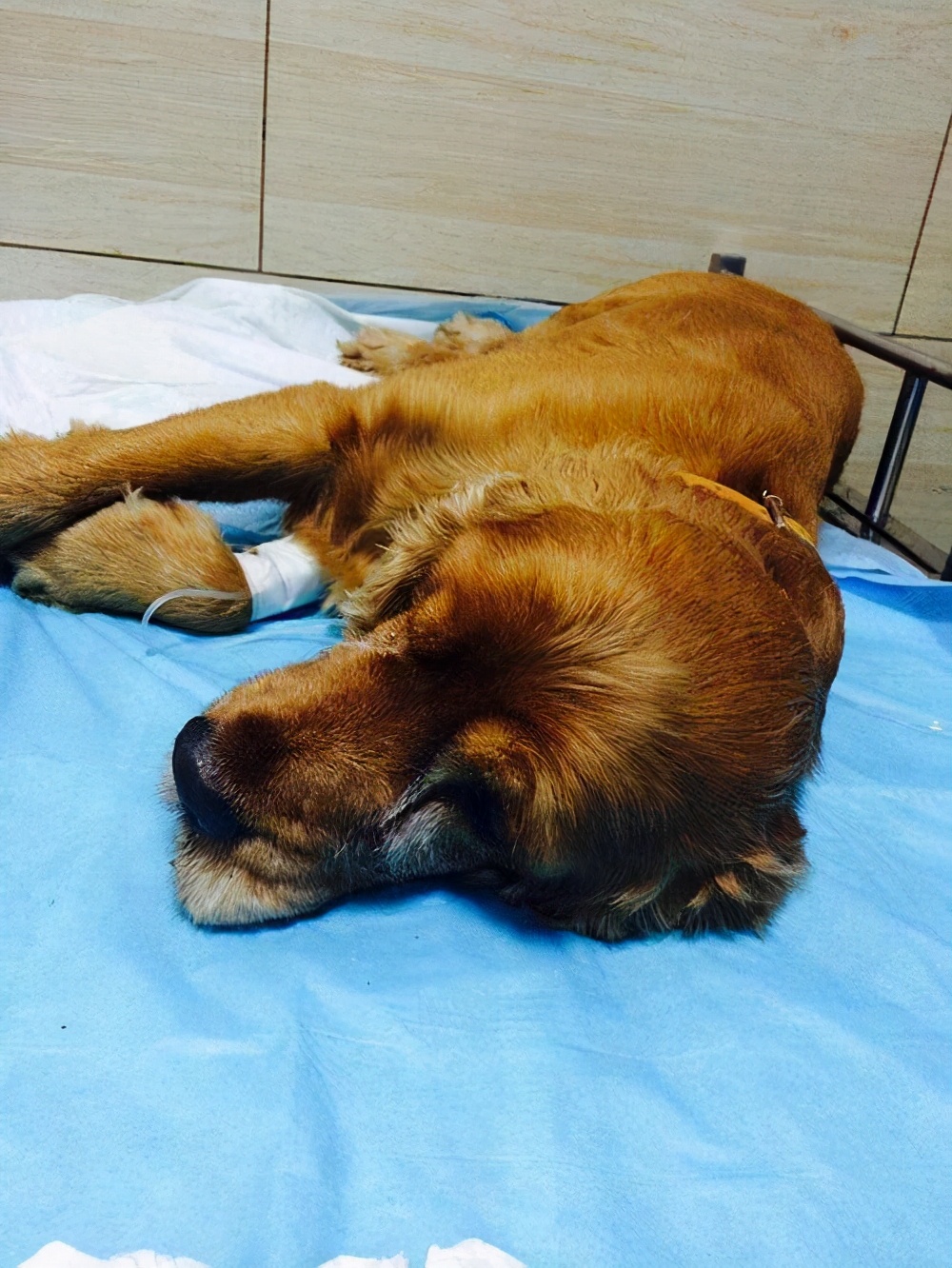 狗狗保护肾脏该吃什么狗粮,狗肾病吃什么狗粮