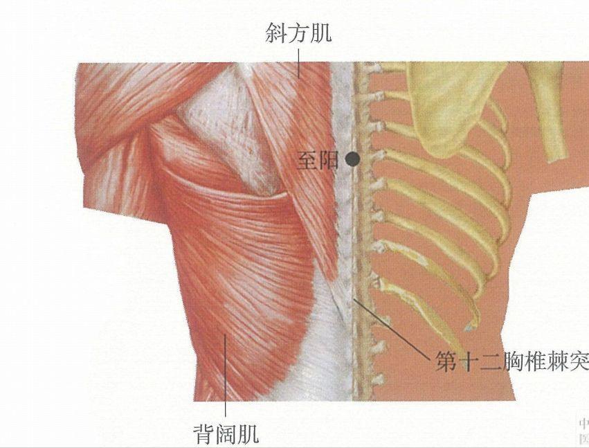 前胸后背疼痛吃什么中药,前胸痛按哪个穴