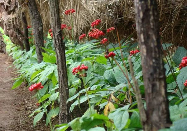 云南白药三七种植,云南三七与云南白药有什么区别