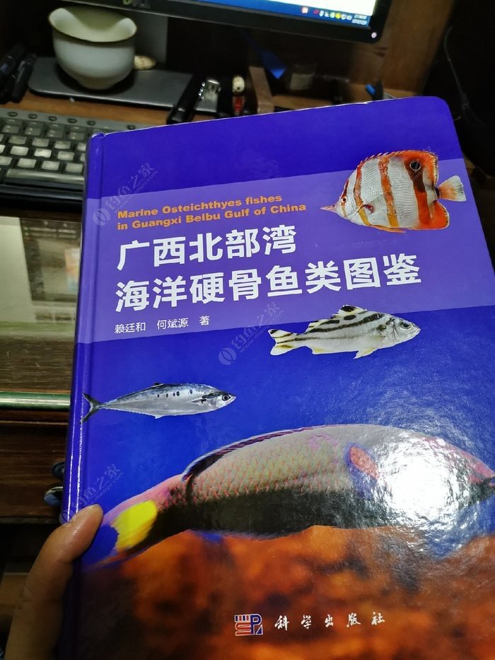 矶钓一竿远,精彩矶钓