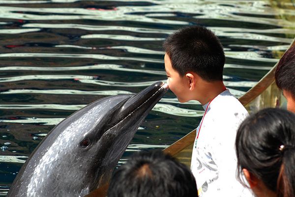 海豚为什么会亲吻人类,海豚向人类示好