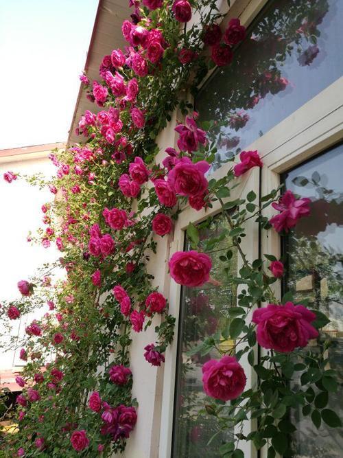 藤本月季修剪开花枝,藤本月季怎么爬墙修剪