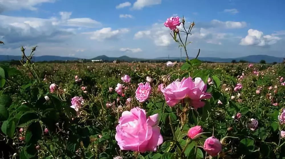 丹泽欧雅,丹泽欧雅富勒烯多肽焕颜面膜