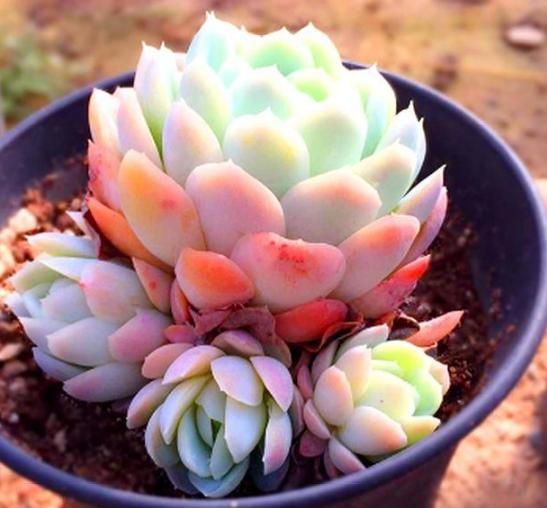 夏季冰玉多肉怎么养护,多肉冰梅夏天怎么养殖