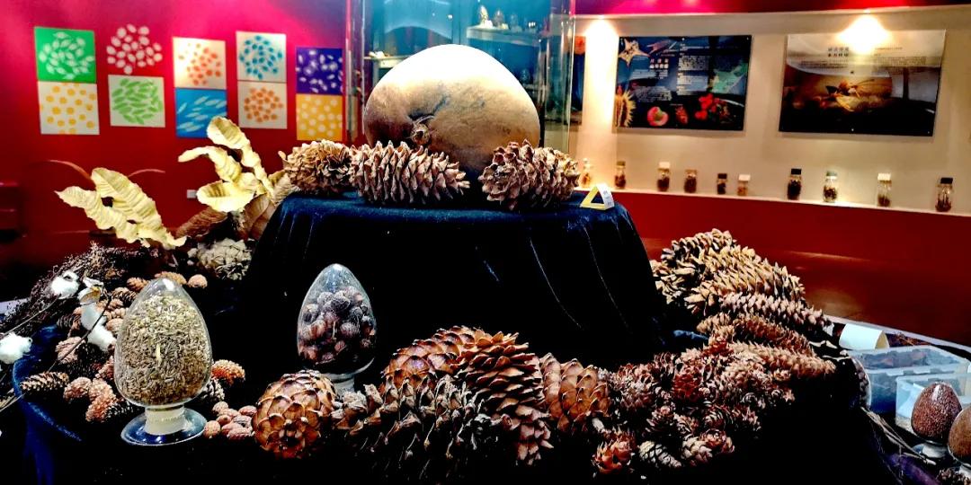 为什么中国“种子方舟”要建在这里？