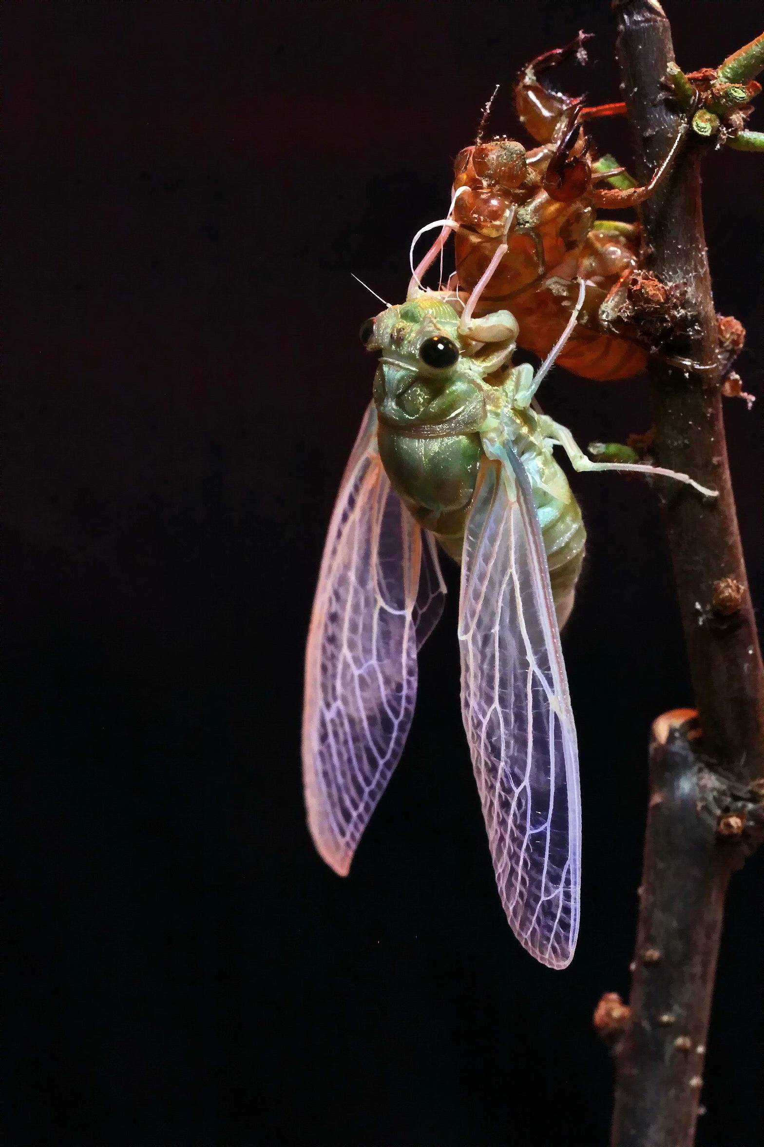 金蝉养殖注意事项,金蝉养殖的方法和注意事项