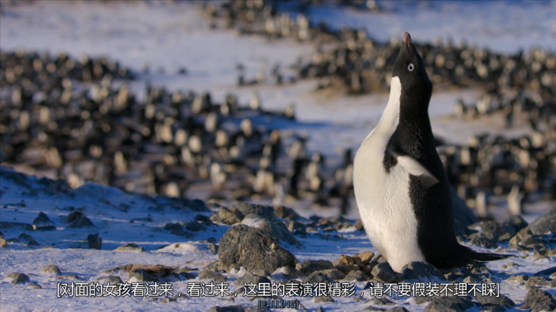 大过年的，被这些小萌萌给笑掉了头