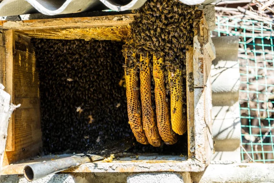 土蜂蜜取蜜全过程,土蜂蜜正确取蜜方法