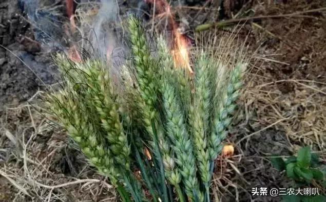 没这样吃过小麦,还好意思说你是农村人?烤麦,满满的回忆!