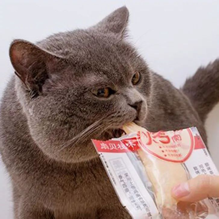 看了猫要吃的零食，你就知道为啥猫咪比娃还难带