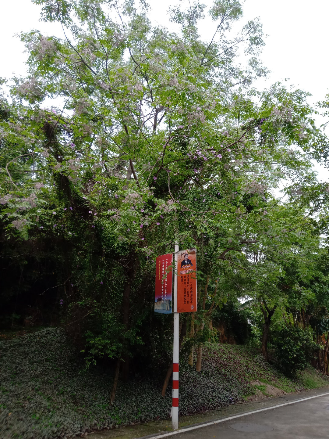 福州大学就像一座大公园，风景美到爆！最美的世界一流学科院校