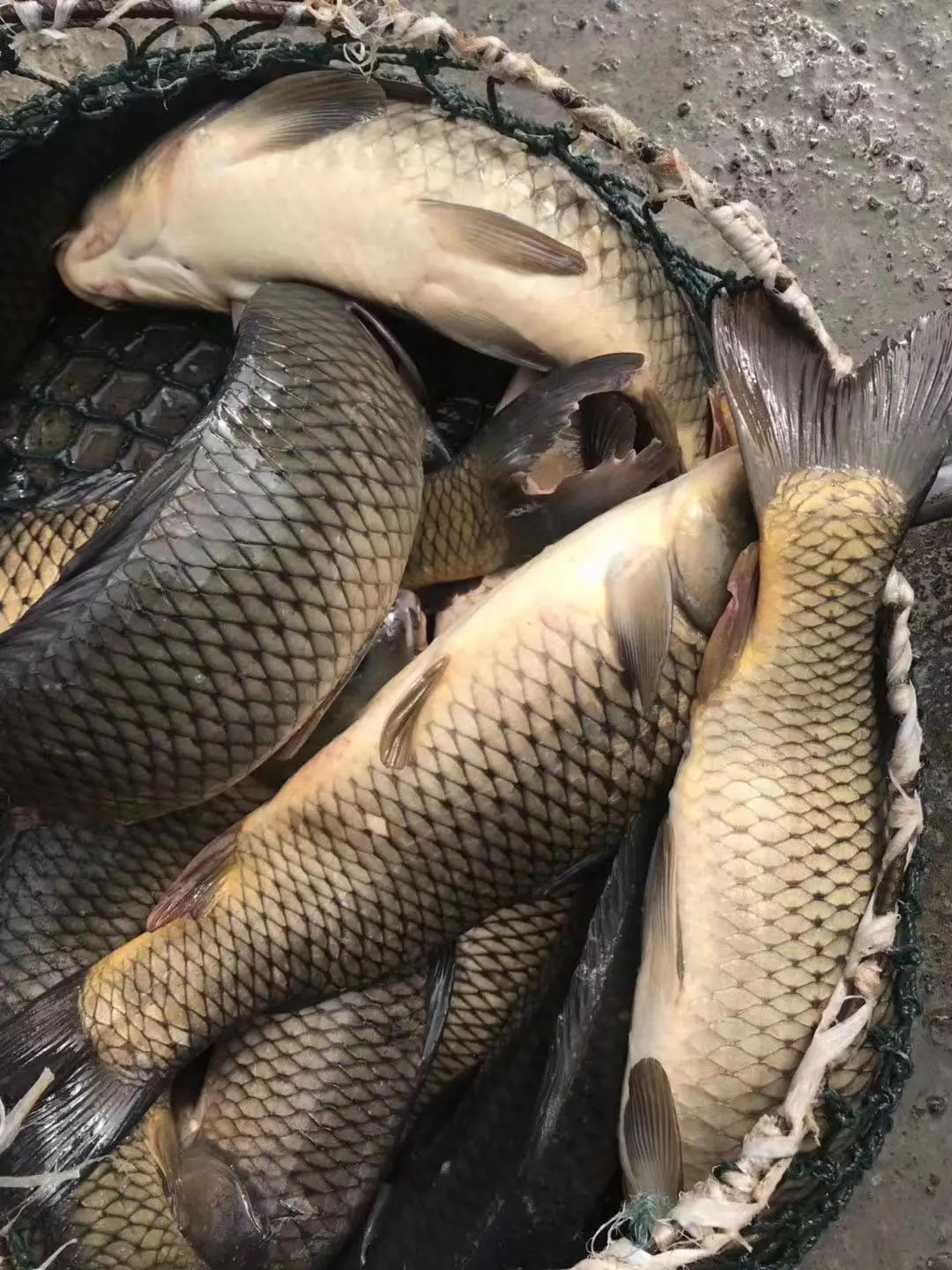 重庆养殖瘦身鱼,重庆瘦身鱼养殖