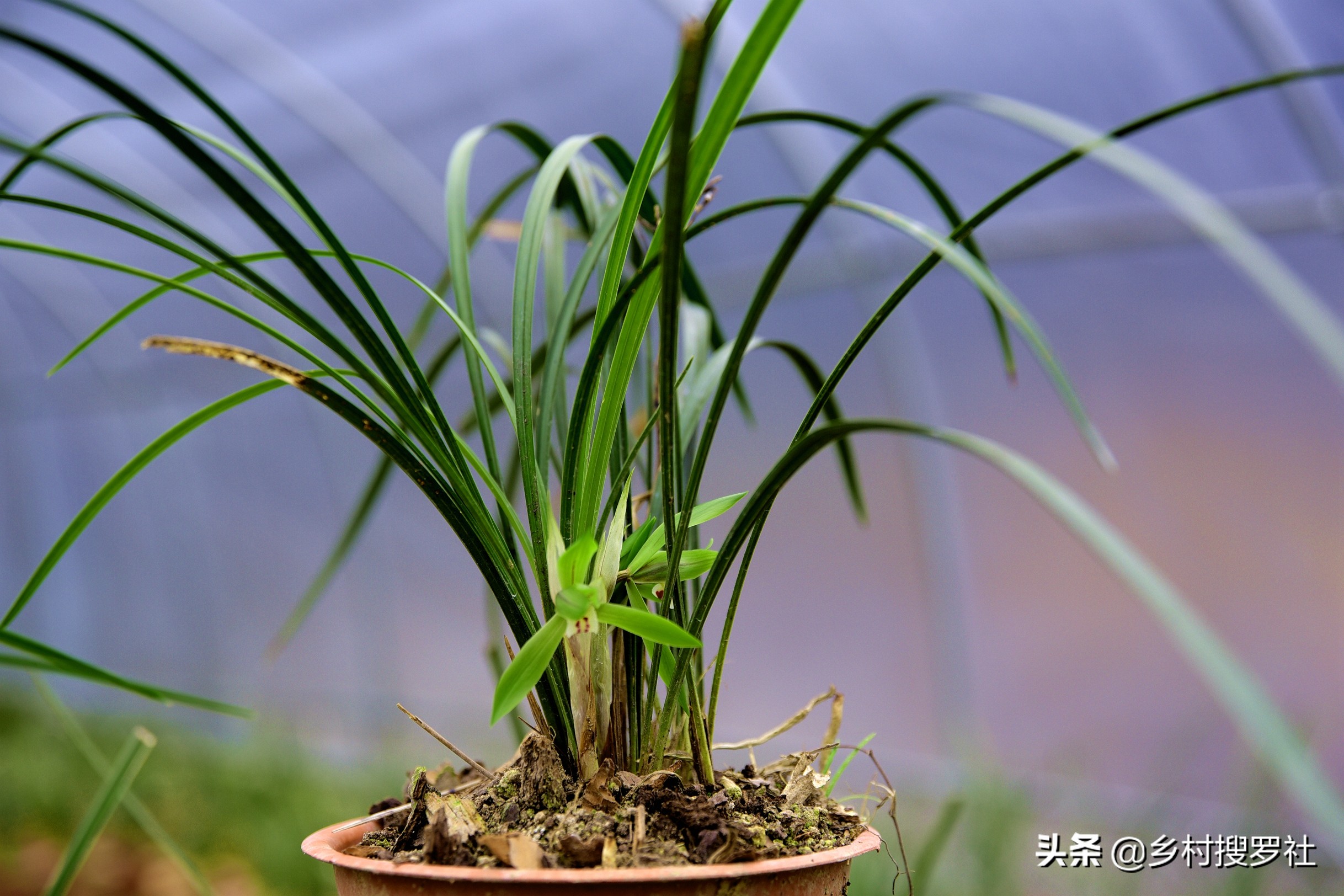 兰花的移栽方法和注意事项,如何将移栽的兰花尽快服盆