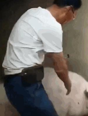 给母猪保健用什么中药最好,给母猪做产后护理