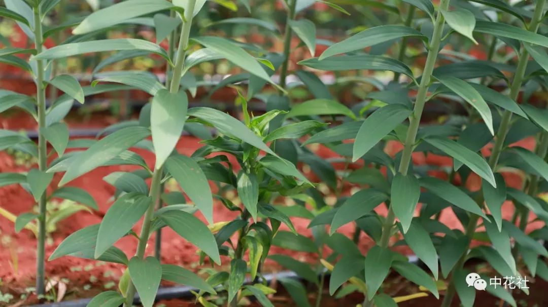 百合种球“*私走**”案引发蝴蝶效应，业内：这只是刚开始