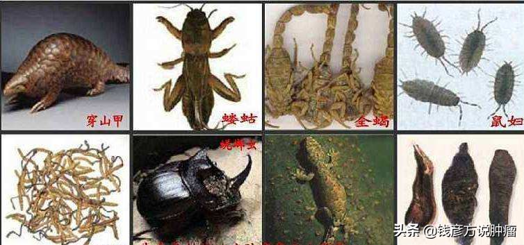 动物药的优势,动物药的解释