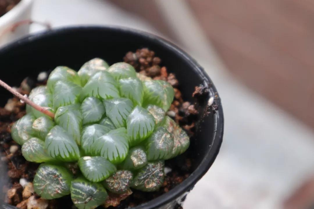 适合南方比较好养的12款多肉,养一年就开花的多肉品种