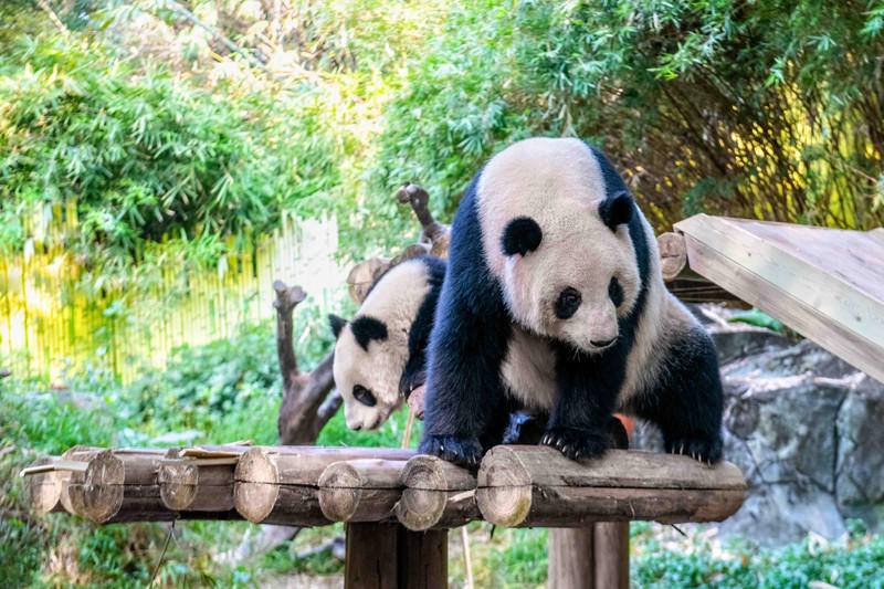 广州长隆野生动物世界旅游攻略,长隆野生动物世界攻略2-3天广州游