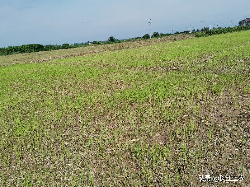 旱稻种植在水田里能成吗,旱稻是直接种在地里吗