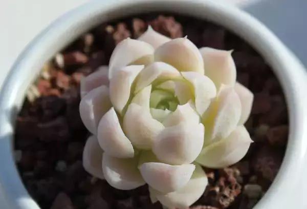 推荐轻松玩转100种常见多肉植物,700种多肉植物图鉴pdf百度云