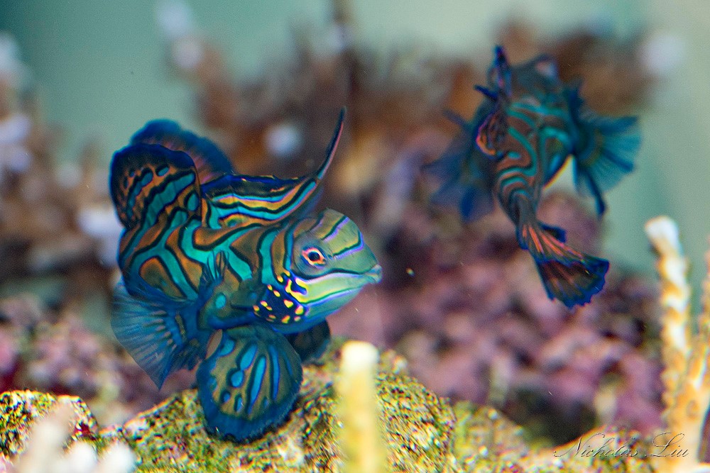 经典海水礁岩生态缸分享，180×120×60厘米三面观赏海缸