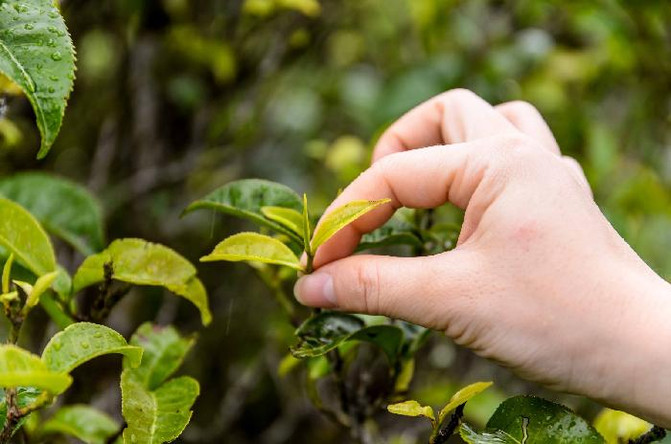 云南普洱茶山制茶全实录,云南古茶制茶方法有哪些