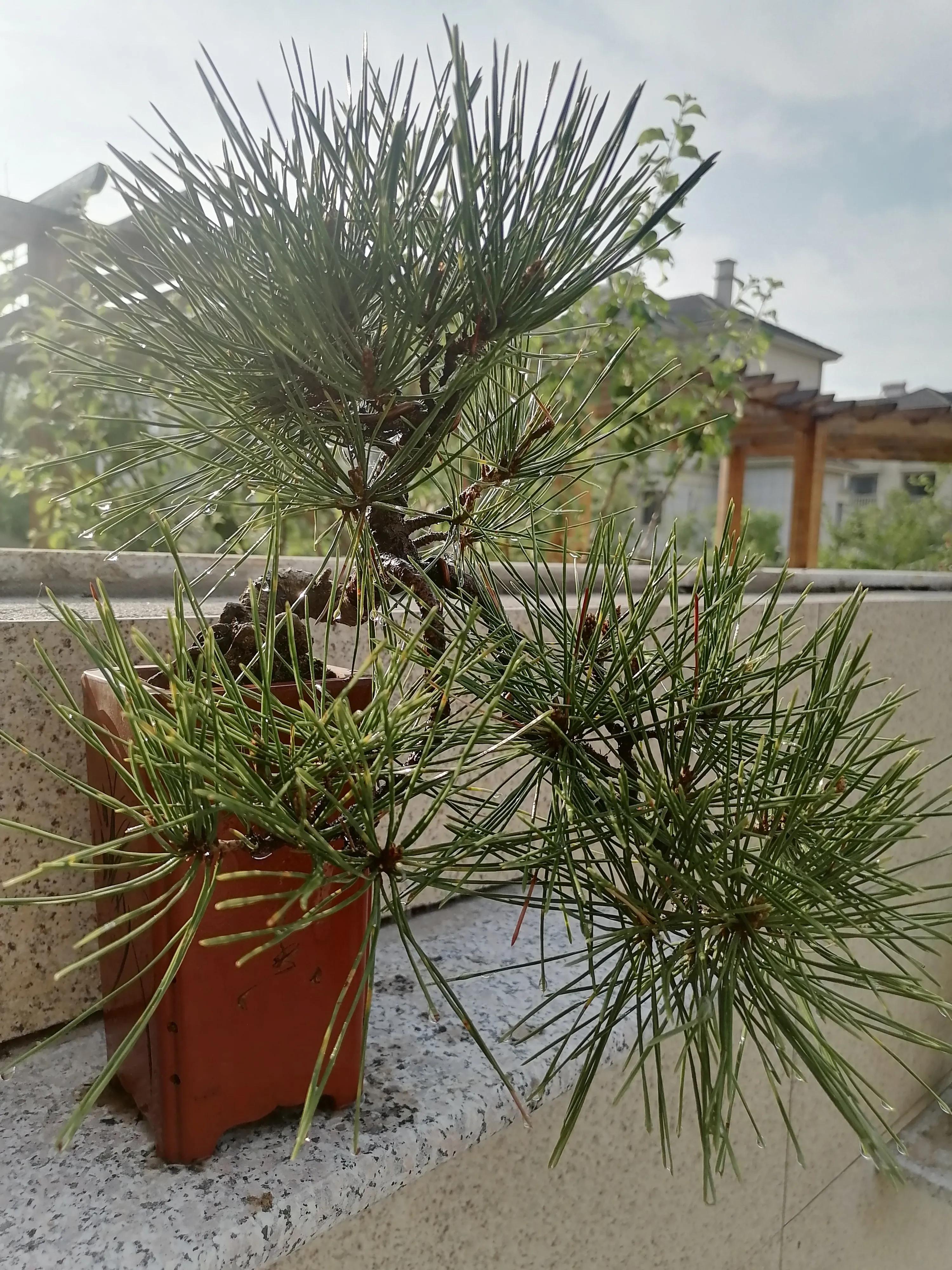 松树公园历险记,小松子历险记