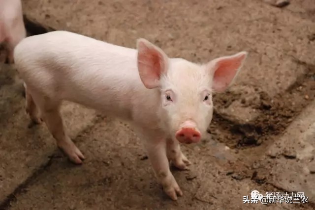 母猪产后消炎用阿莫西林可以吗,母猪产后消炎用药配方全文干货