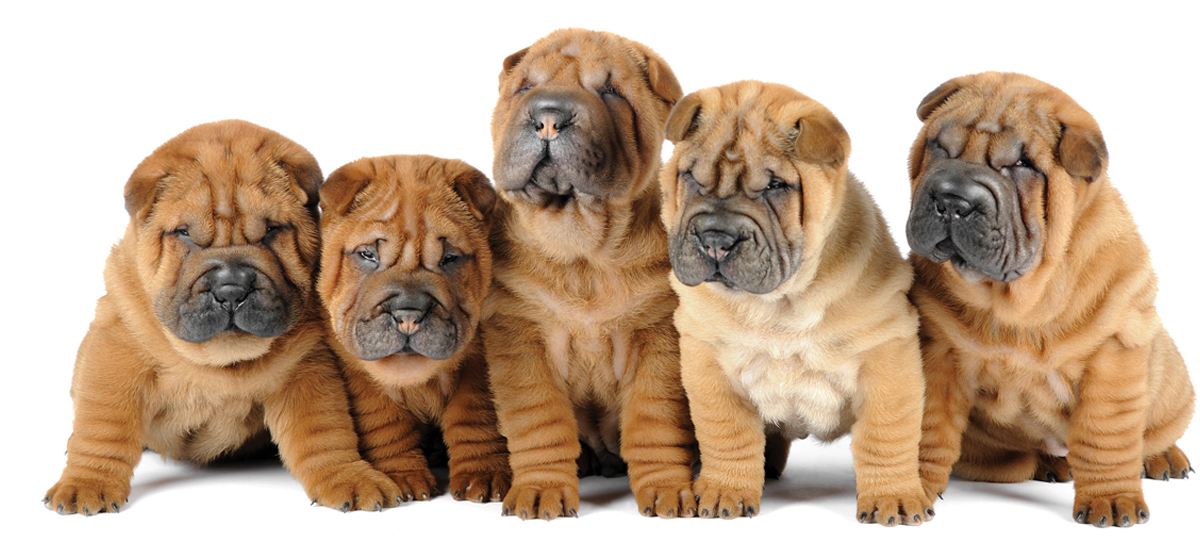 长毛长耳朵宠物狗是什么品种,有点像金毛的小型宠物狗品种