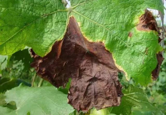 葡萄病害防治识别图谱,葡萄病害鉴定图谱