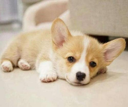 幼犬喂奶糕还是狗粮,一个月的狗狗如何喂食奶糕粮