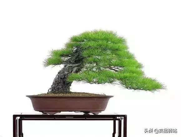 黑松盆景寓意 (黑松盆景风水)