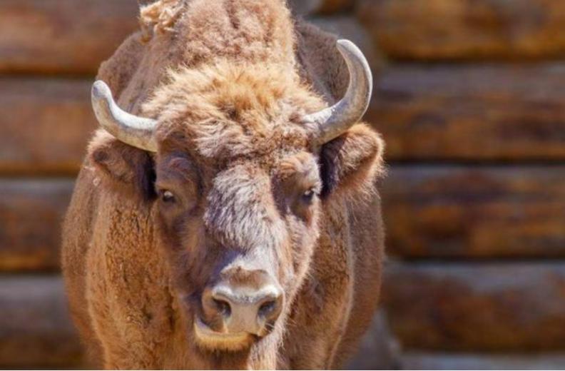 牛生麒麟猪生大象是什么征兆,牛下麒麟猪下象什么意思