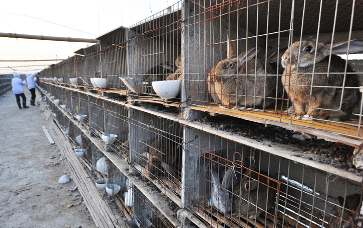 肉兔养殖100只母兔要多大地方,养兔技术妊娠母兔的饲养管理