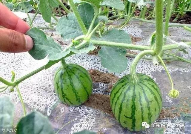 叶面肥磷酸二氢钾如何使用 (叶面肥磷酸二氢钾使用方法用量)