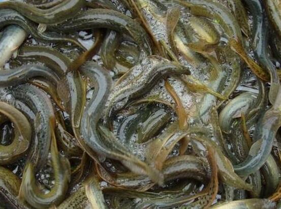 泥鳅养殖技术哪家最好的,华农园特大泥鳅养殖