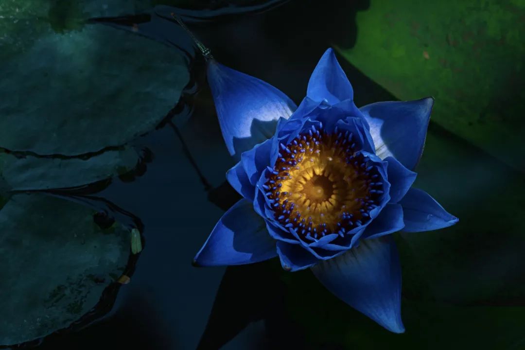 云南抚仙湖绝美风景,云南人少地方美