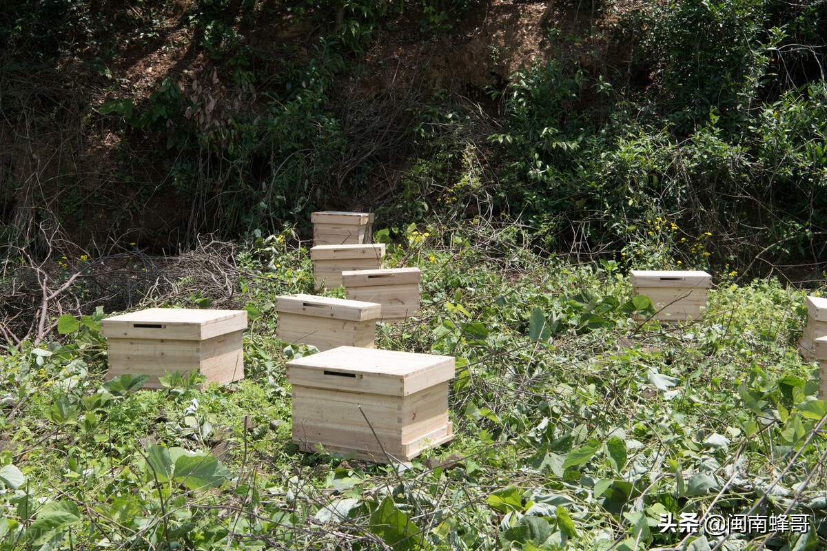 养蜂如何提高蜜蜂的采蜜量,蜂哥养蜂技术
