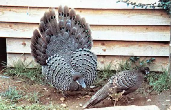 海南代表性动物,海南特有的珍稀动物