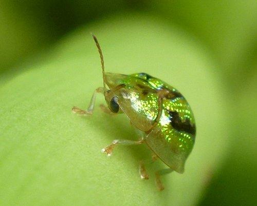 这个农村常见的金色“小飞碟”，要不是害虫的话，它们就可爱极了