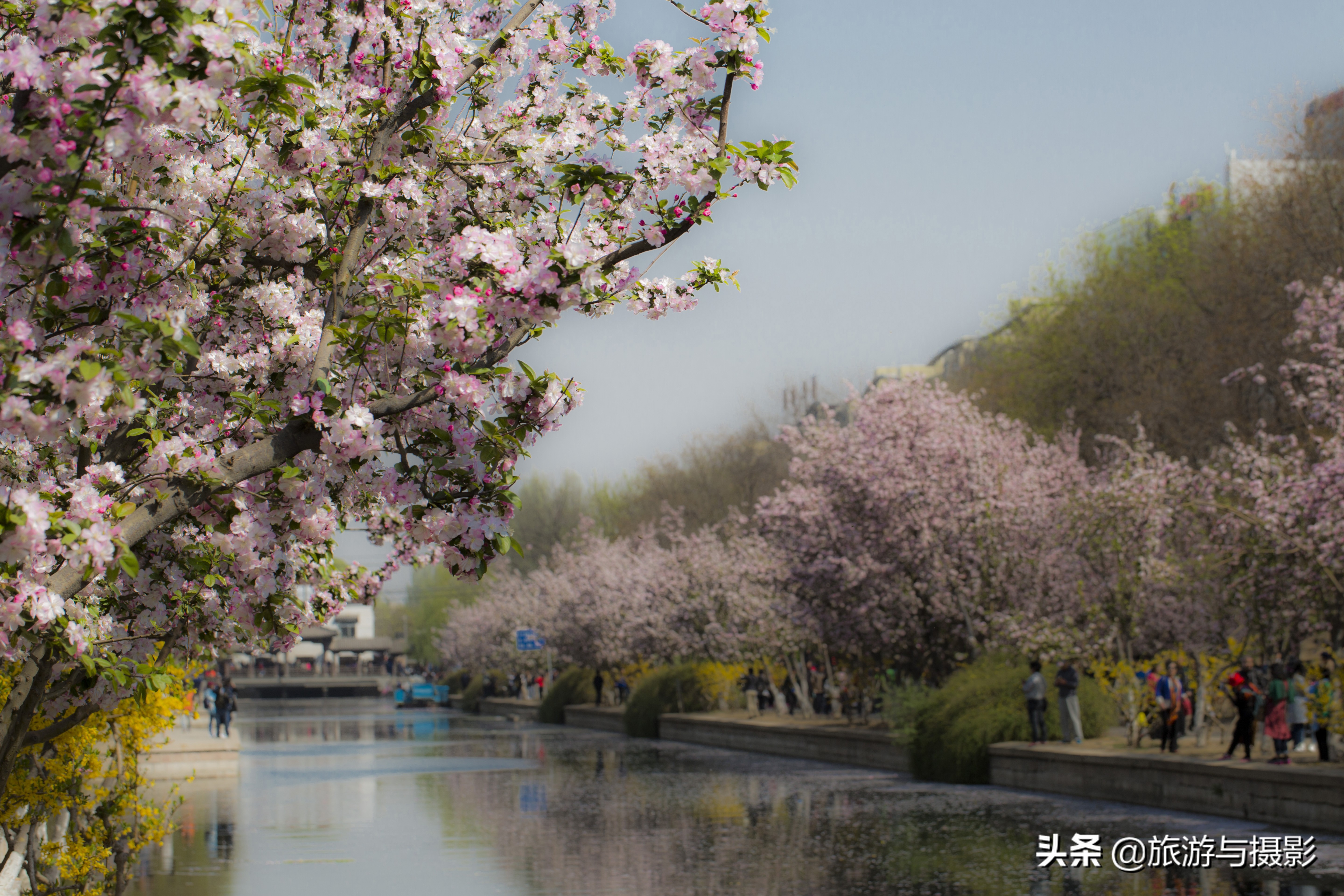 海棠花诗七绝,南宋海棠花图古诗