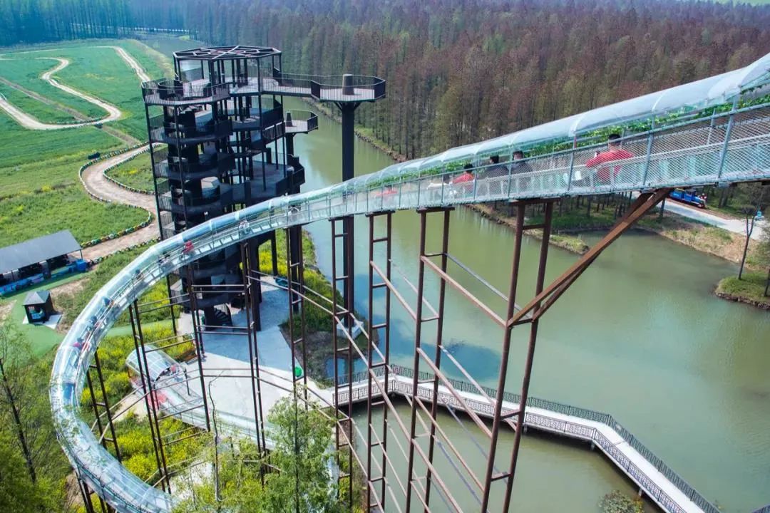 森氧之地，秋游必选！金湖万亩水上森林，真的别有趣味