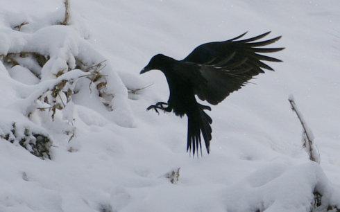 白雪乌鸦简介,白雪乌鸦内容简介