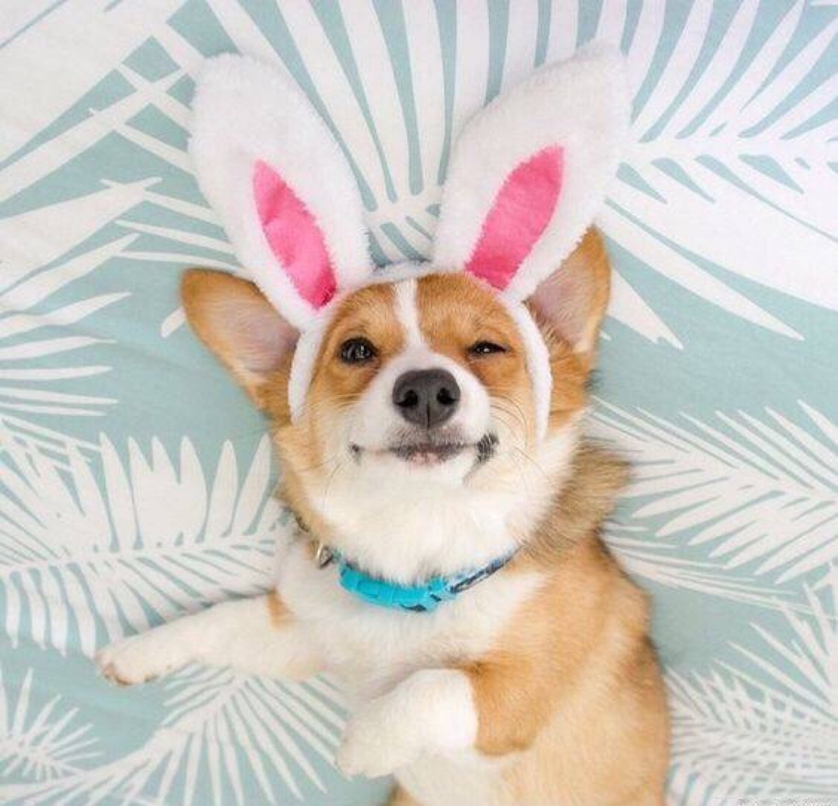 养狗之前看性格,养狗前必看