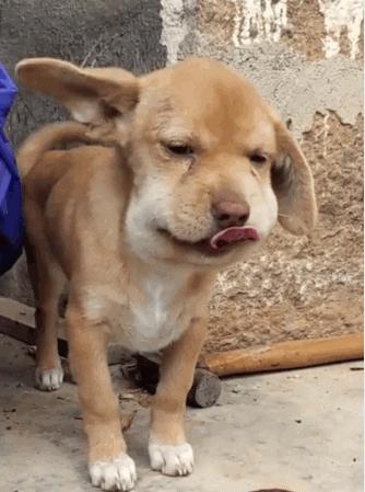 狗狗吃蜜蜂被蜜蜂蛰了怎么办,狗狗被马蜂蛰了流脓怎么办