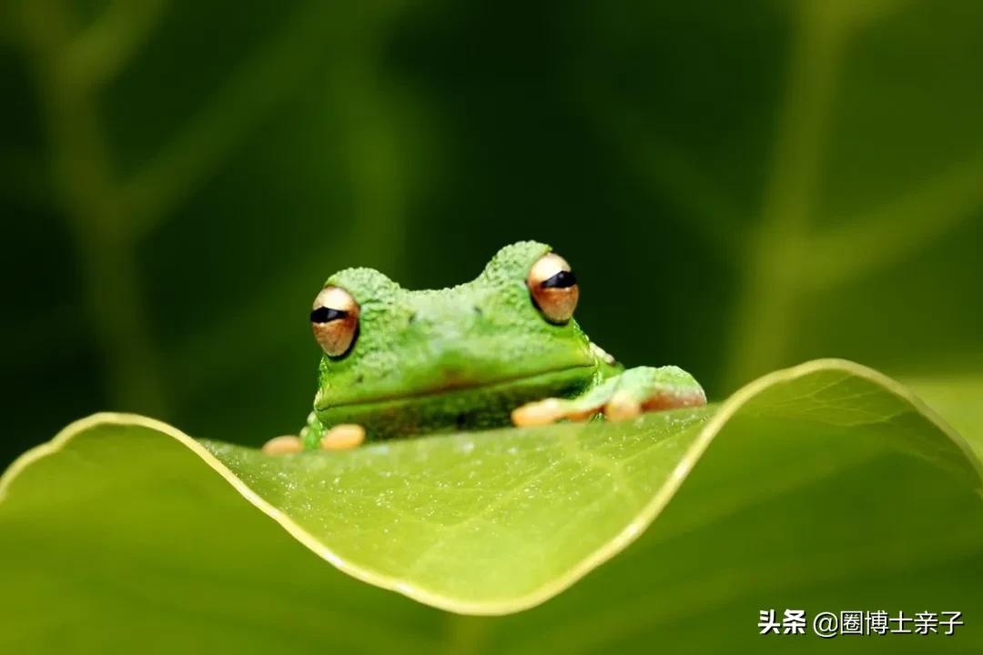 为什么小蝌蚪长大就会变成青蛙呢,为什么小蝌蚪长大后会变成青蛙