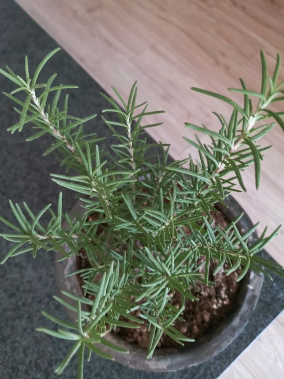 迷迭香叶子干枯养不好，巧用3招起死回生，枝繁叶茂