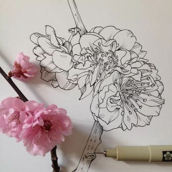简单针管笔手绘花,简单易学针管笔手绘